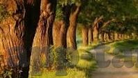 麻豆传媒app苹果下载破解版-欢迎您关注这篇文章，我将重点介绍麻豆传媒这一类APP的潜在风险和防范措施