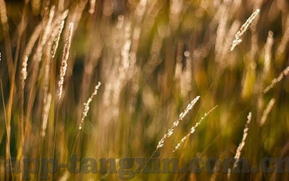 麻豆视频免费网站-揭秘互联网边缘，麻豆视频免费网站的真相